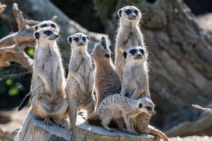 ゴールデンウィークに動物園は混雑するのか？