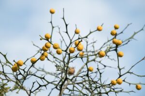 家族旅行に最適な果物狩りスポットはゴールデンウィークに行ける？